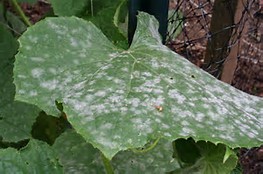 HOW TO GET RID OF THAT STUBBORN POWDERY MILDEW